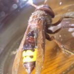 El enjambre eliminado por la Policía Local no es de avispas asiáticas