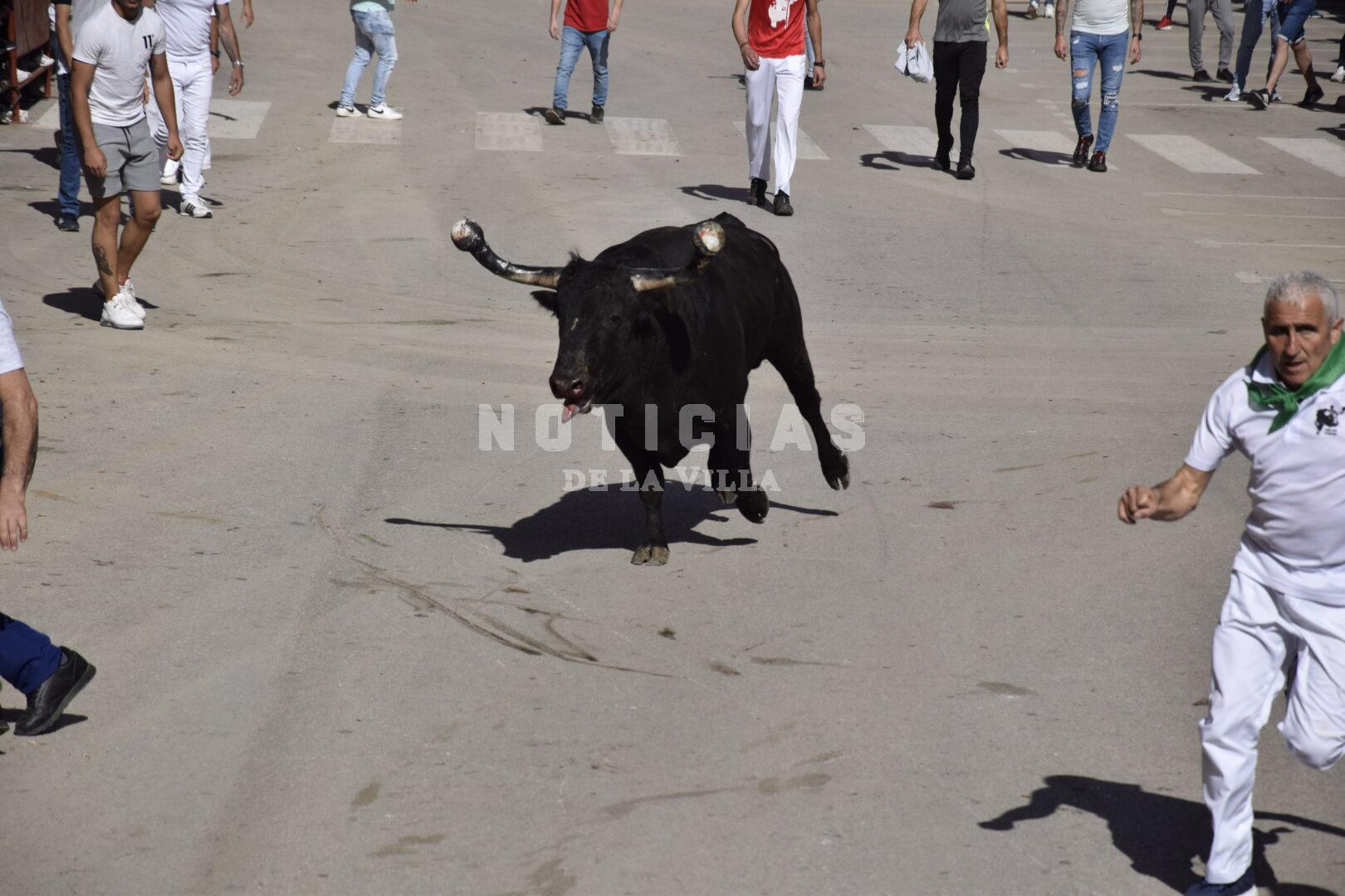 Toro Embolao Domingo (AG) 2022 (269)