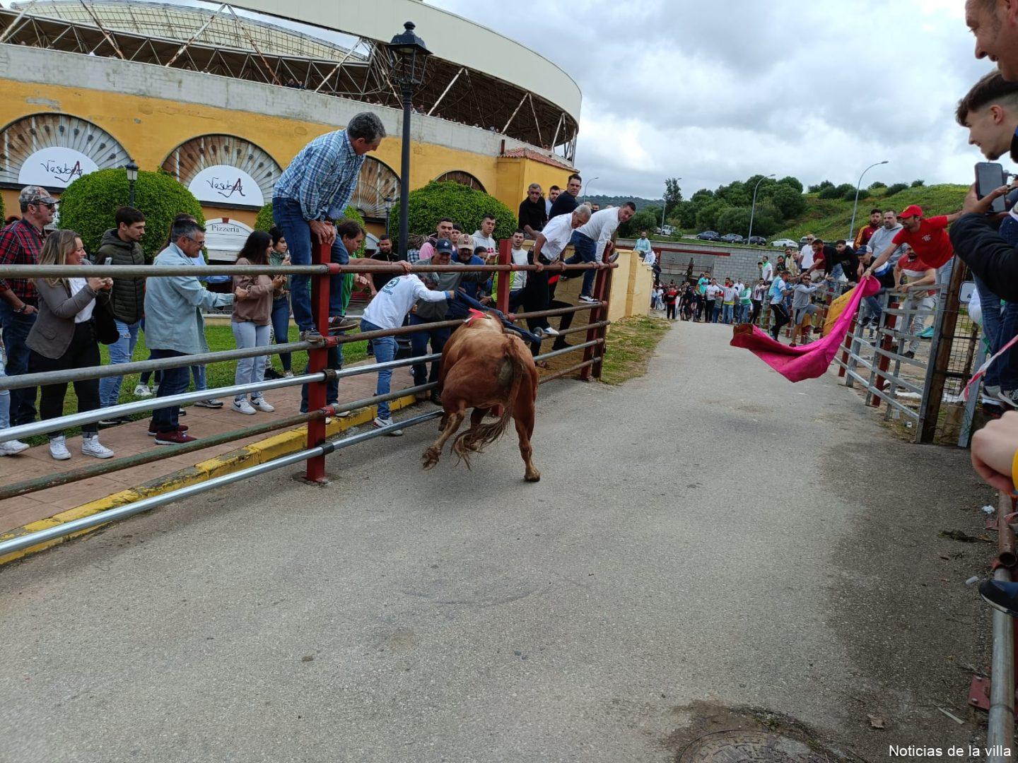 2024. Toro Embolao. Primer Toro (6)