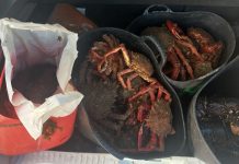 El GOAP se incauta de varios kilos de pescados y mariscos en Palmones destinados a la venta ilegal