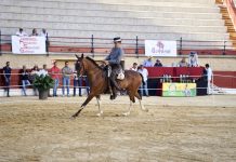 Ayuntamiento Asociación ‘Amigos del Caballo’ preparan un nuevo concurso de doma vaquera