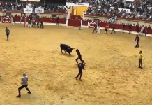 VÍDEO | ‘Jugador’, segundo toro embolao del domingo en Los Barrios