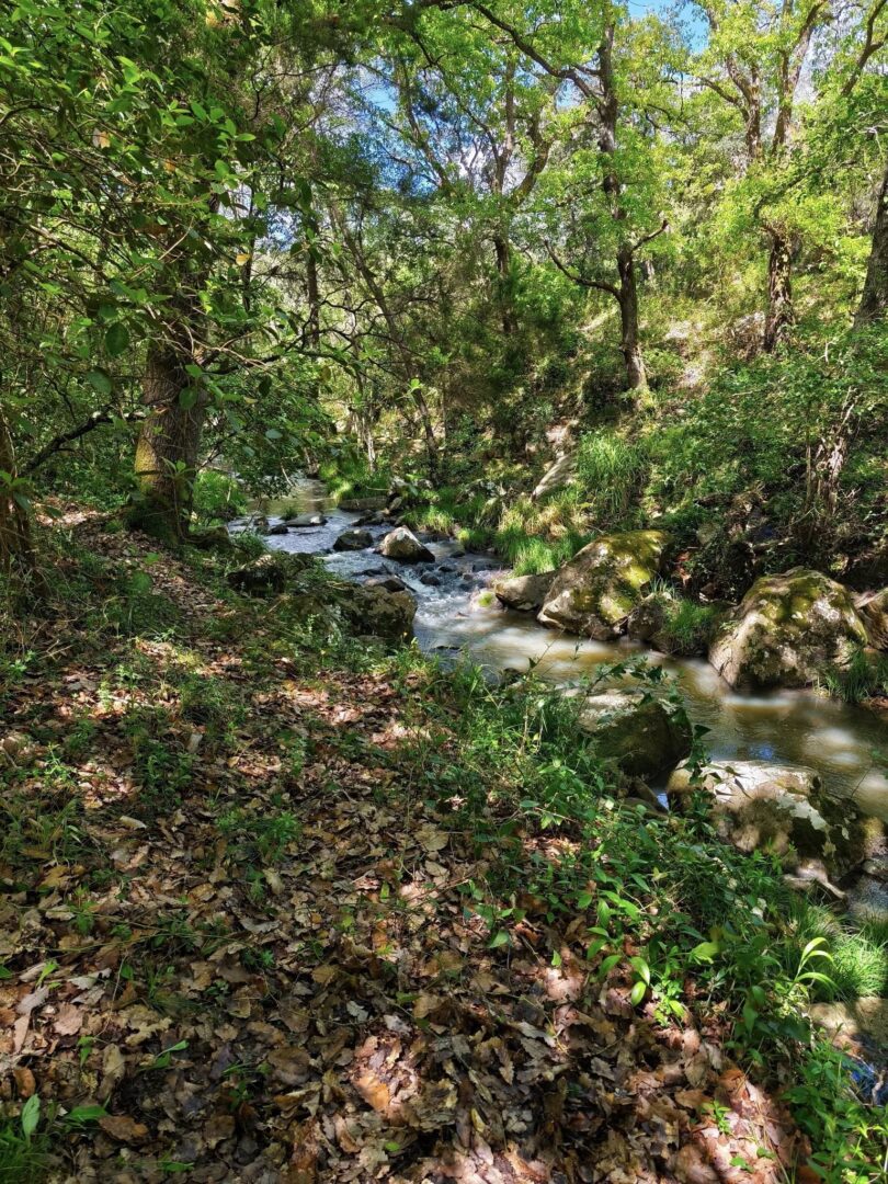Valdeinfiernos. PN Los Alcornocales