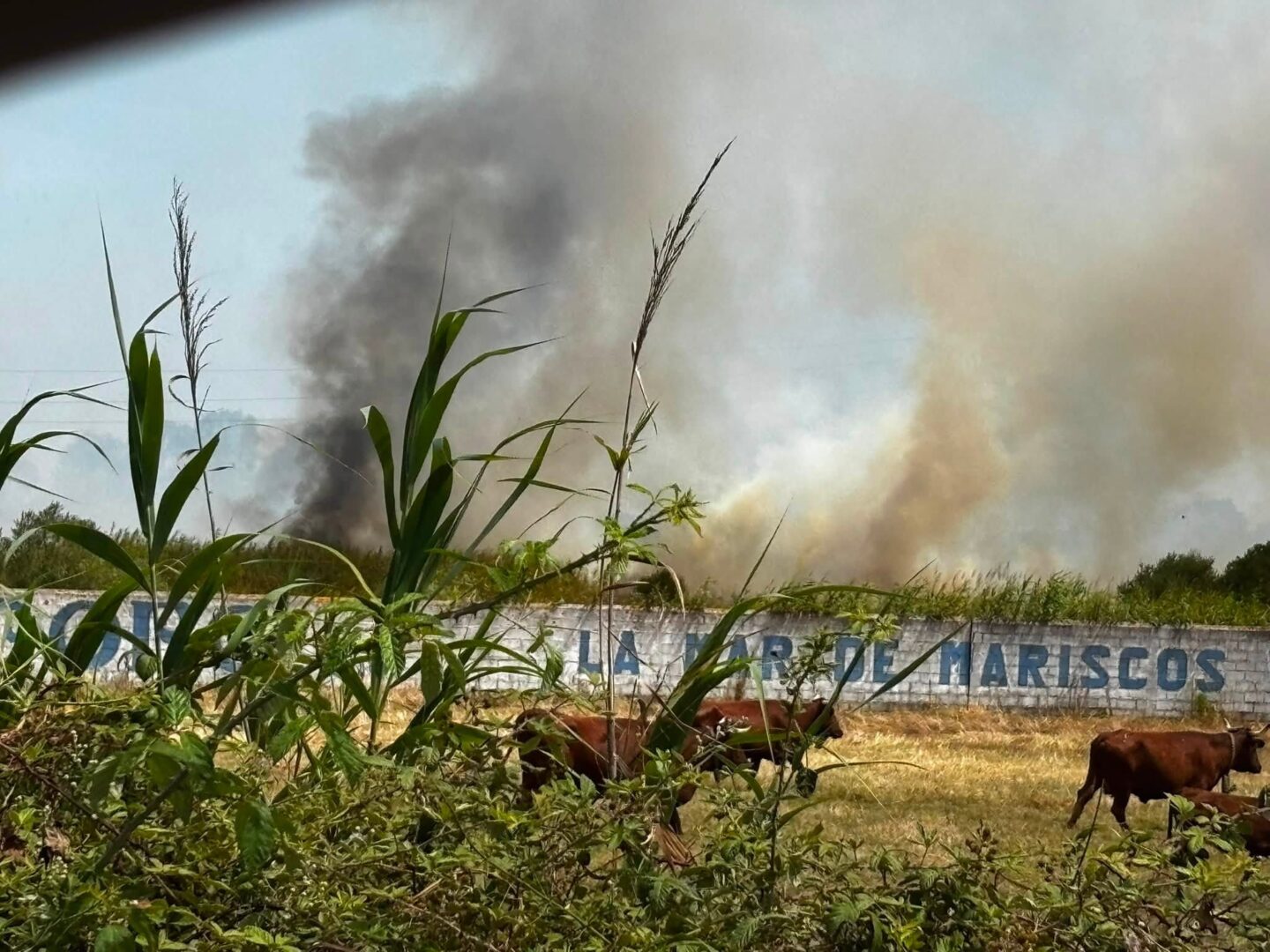 2026. Incendio Antiguo Campo (1)