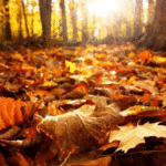 Veranillo de San Martín