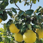 Veranillo de San Miguel o del “membrillo”