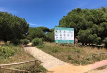 El Ayuntamiento procede a la eliminación de especies exóticas invasoras en parcelas y espacios municipales