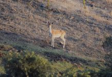 Turismo programa una salida nocturna para asistir a la berrea del ciervo