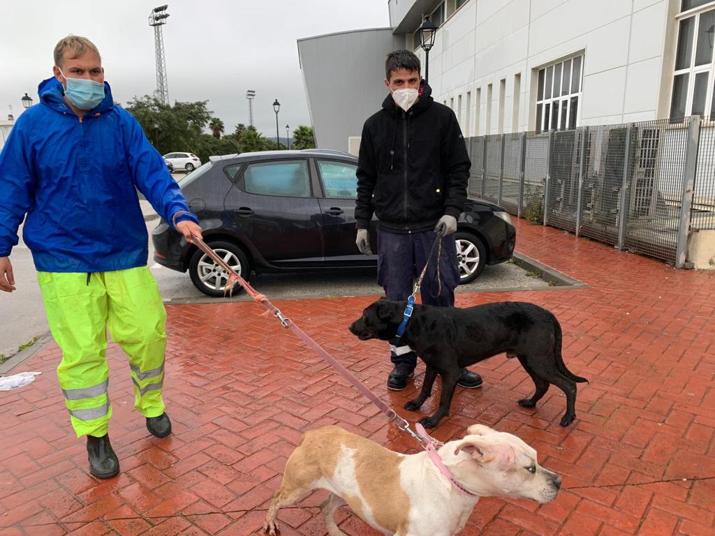 Perrera SOS. Traslado perros 2021 Borrasca Filomena