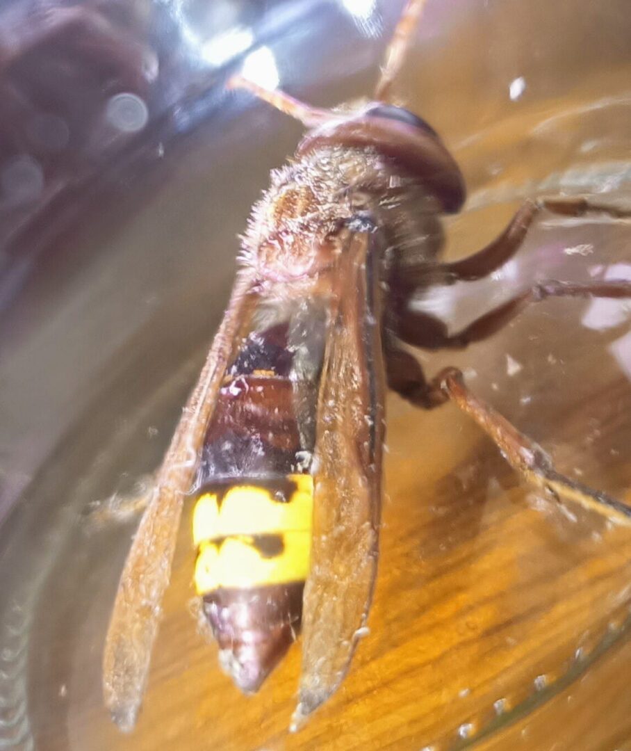 avispón oriental 2021