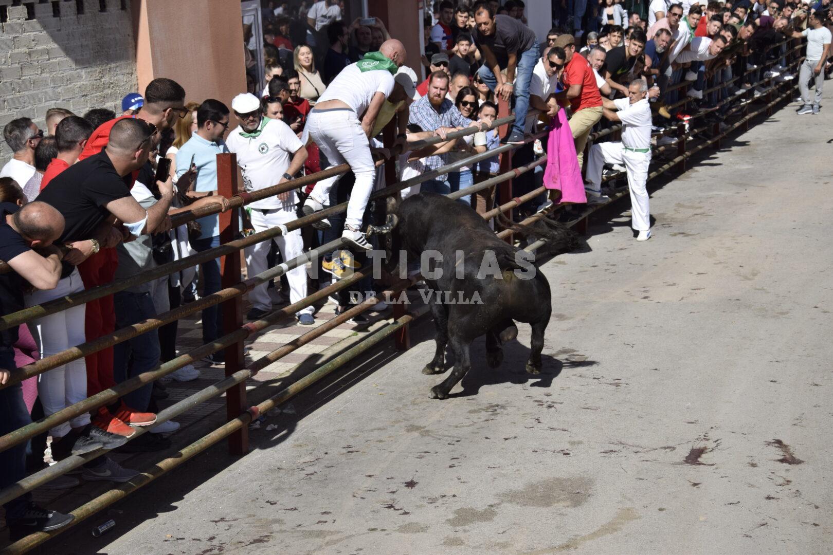 Toro Embolao Domingo (AG) 2022 (282)