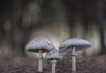 La fotógrafa arcense Josefa Carrera Moreno gana el Primer Premio de VII Concurso Fotográfico “Setas de Los Alcornocales”