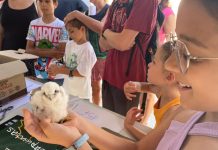 FOTOS | Exitosa jornada de anillamiento de cernícalos primilla en la Plaza de la Iglesia