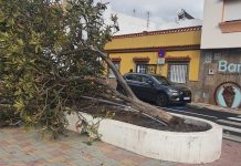 FOTOS | La borrasca Aline, a su paso por Los Barrios, deja ramas y árboles caídos