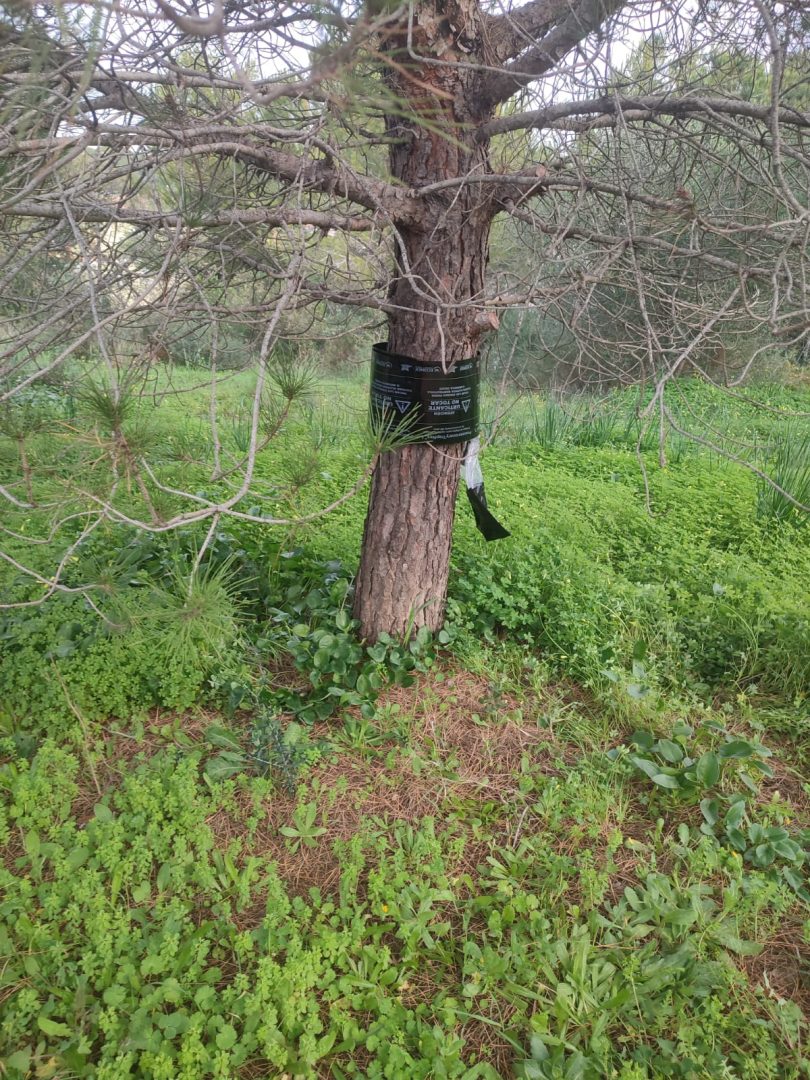 2024. Oruga procesionaria (2)