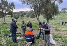 VÍDEOS | La peña está procediendo a la recogida de tagarninas para la gran Ada del próximo sábado