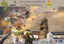 Próxima instalación de cartel divulgativo sobre los cernícalos primillas en Los Barrios