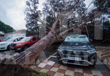 FOTOS | Un árbol de grandes dimensiones cae entre dos vehículos sin ocasionar daños