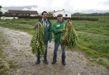 FOTOS | Recolectadas 337 kg de tagarninas para la XXXIII Tagarninada Popular