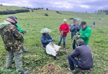 VÍDEO | Continua, a buen ritmo, la recogida de tagarninas para la Tagarninada Popular