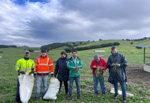VÍDEOS | Socios y colaboradores proceden a la recogida de las tagarninas para la próxima ada popular