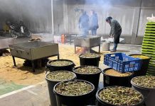 FOTO VÍDEO | Cocinando las tagarninas para su degustación