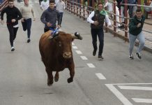 Los Barrios se prepara para la masiva afluencia de la Fiesta del Toro Embolao 2026