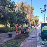 El Ayuntamiento inicia la plantación de 22 nuevos árboles en el municipio