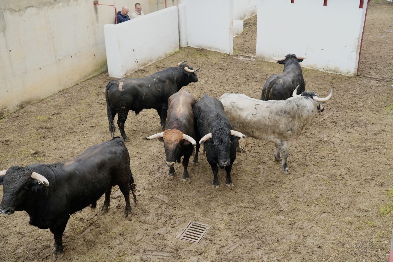2026. Los Barrios. Desembarco Novillada (AG). (21)
