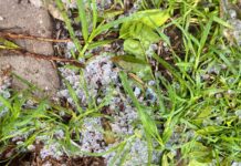Granizada sorprendente en Los Barrios durante la tregua entre borrascas