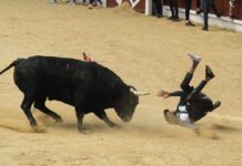 FOTOS | Buen juego de ‘Billetero’ y ‘Cordobés’ en un intenso arranque del Toro Embolao