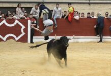 VÍDEOS | Cogida impactante y emoción al límite en La Montera durante el Toro Embolao de vísperas
