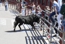 FOTOS | Las imágenes del toro embolao del domingo, el ambiente