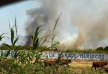 El incendio de Palmones queda estabilizado tras quemar 3.500 metros cuadrados de pastos