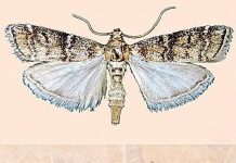 El naturalista José Manuel Gaona descubre una nueva especie de mariposa nocturna en Grazalema