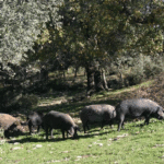 La matanza, una tradición muy campogibraltareña