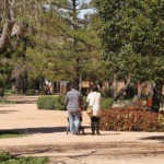 Nuestros vecinos los árboles urbanos