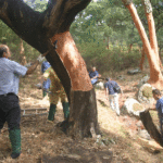 El descorche en Los Alcornocales